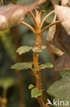 Hydrangea macrophylla spp.