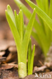Hyacinth (Hyacinthus spec)