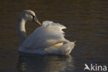 Knobbelzwaan (Cygnus olor)