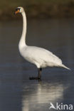 Knobbelzwaan (Cygnus olor)