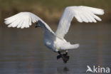 Knobbelzwaan (Cygnus olor)