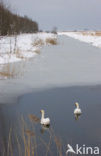 Knobbelzwaan (Cygnus olor)