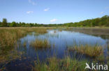 Kootwijkerveen