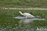 Lepelaar (Platalea leucorodia)