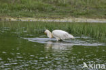 Lepelaar (Platalea leucorodia)