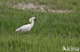 Lepelaar (Platalea leucorodia)