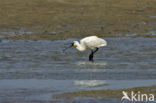 Lepelaar (Platalea leucorodia)