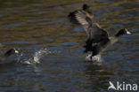 Meerkoet (Fulica atra)