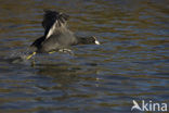 Meerkoet (Fulica atra)