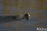 Meerkoet (Fulica atra)