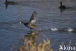 Meerkoet (Fulica atra)