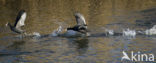 Meerkoet (Fulica atra)