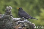 Merel (Turdus merula)