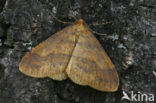 Najaarsspanner (Agriopis aurantiaria)