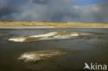 Nationaal Park Duinen van Texel