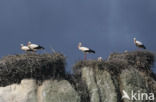 Ooievaar (Ciconia ciconia)