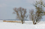 Oostvaardersplassen