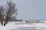 Oostvaardersplassen