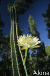 Orgelpijpcactus (Stenocereus thurberi)