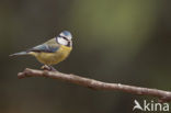 Pimpelmees (Parus caeruleus)