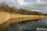 Riet (Phragmites australis)