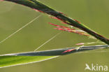 Riet (Phragmites australis)