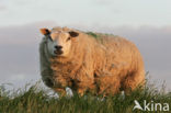 Schaap (Ovis domesticus)