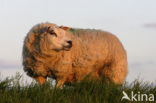 Schaap (Ovis domesticus)