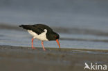 Scholekster (Haematopus ostralegus)