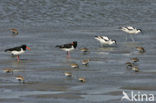 Scholekster (Haematopus ostralegus)