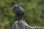 Spreeuw (Sturnus vulgaris)