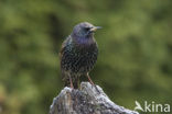 Spreeuw (Sturnus vulgaris)