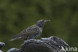 Spreeuw (Sturnus vulgaris)