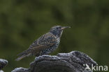 Spreeuw (Sturnus vulgaris)