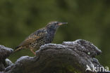 Spreeuw (Sturnus vulgaris)