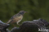 Spreeuw (Sturnus vulgaris)