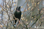 Spreeuw (Sturnus vulgaris)