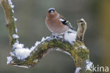 Vink (Fringilla coelebs)