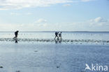 Waddenzee