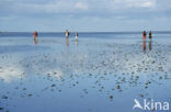 Waddenzee