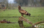 Zeearend (Haliaeetus albicilla)