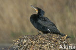 Aalscholver (Phalacrocorax carbo)