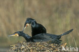 Aalscholver (Phalacrocorax carbo)