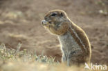 Afrikaanse grondeekhoorn (Xerus inauris)