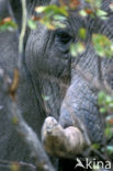 Afrikaanse olifant (Loxodonta africana) 