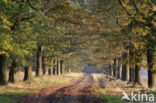 Amerikaanse eik (Quercus rubra)