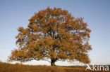 Amerikaanse eik (Quercus rubra)