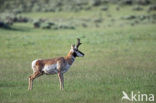 antilope