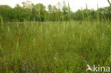 Armbloemige waterbies (Eleocharis quinqueflora) 