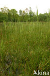 Armbloemige waterbies (Eleocharis quinqueflora) 